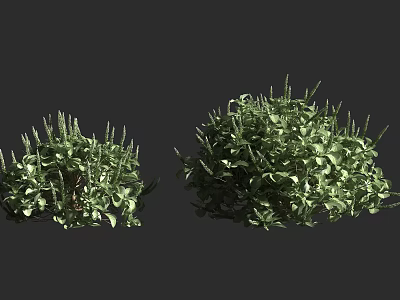 Green Shrubs With Lush Foliage And Different Sizes In Natural Garden 3d model
