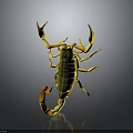 Yellow And Green Scorpion With Spread Legs On Dark Shiny Background