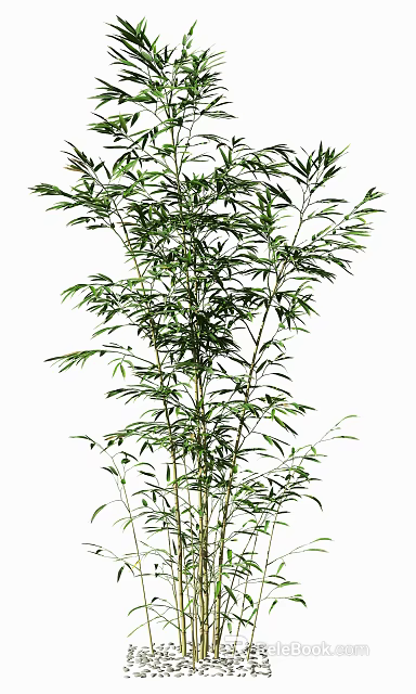 Lush Green Bamboo Plant With Tall Stalks And Fresh Healthy Leaves 3d model 