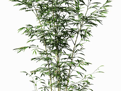 Lush Green Bamboo Plant With Tall Stalks And Fresh Healthy Leaves 3d model