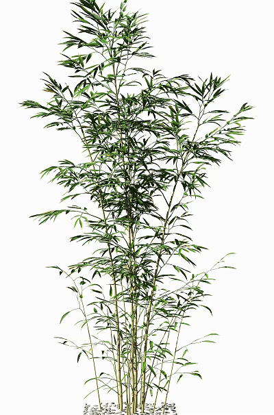 Lush Green Bamboo Plant With Tall Stalks And Fresh Healthy Leaves 3d model