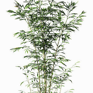 Modern bamboo 3d model