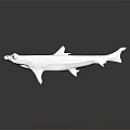 Detailed White Shark Model Placed on Dark Background Showing Reflection