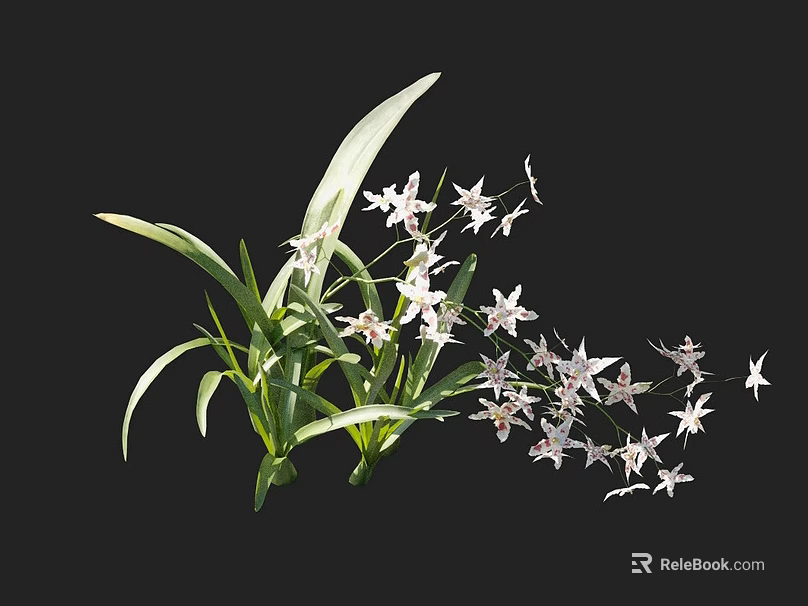 White Flowering Orchid Plant With Long Green Leaves On Black Background 3d model 