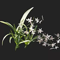 White Flowering Orchid Plant With Long Green Leaves On Black Background