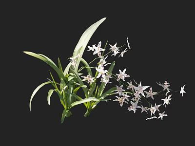 White Flowering Orchid Plant With Long Green Leaves On Black Background 3d model