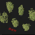Lush Green Lily Bamboo Plants Showcasing Various Growth Forms And Natural Shapes