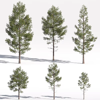 Various Arbor Trees With Green Foliage And Sturdy Trunks In Different Sizes 3d model