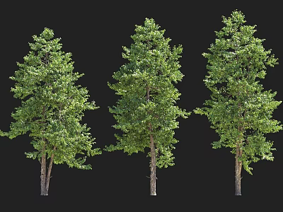 Three Tall Trees With Lush Green Foliage And Strong Trunks Isolated On Black 3d model