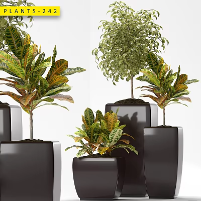 Decorative Plant Arrangement With Black Planters And Various Leafy Plants For Indoor Decor 3d model
