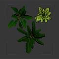 Green Potted Plants With Metal Stand And Different Leaves In Gray Planters On Dark Background