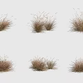 Various Natural Grass Clumps For Decorative Garden And Landscape Design