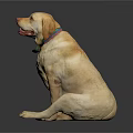 Friendly Yellow Labrador Retriever Sitting Looking Up With Green Collar On Black Background