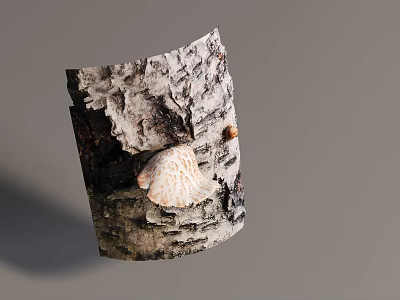 Natural Birch Bark Piece With Textured Surface And Small Mushroom Growth 3d model
