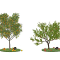 Fruit Trees With Yellow And Red Fruits On Grass With Stones Under Blue Sky