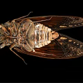 Close Up Of Cicada Flying Insect With Patterned Wings Dark Orange Body On Black Background