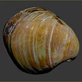 Colorful Striped Clam Shell in Detailed Close-up View with Shiny Surface