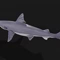 Gray Shark With Open Mouth And Sharp Teeth In Dark Background 3d model