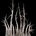 Dried Spiky Plant Branches With Textured Twisted Stems On Black Background