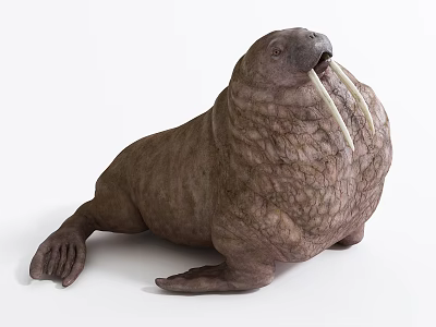 Walrus Aquatic Animal With Wrinkled Brown Body Long White Tusks And Relaxed Lying Posture 3d model