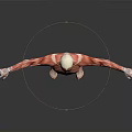 Human Muscle Anatomy 3D Rendered Model With Full Body Muscular Structure