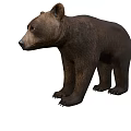 Realistic Brown Bear Game Movie Character With Furry Fur And Standing Stance