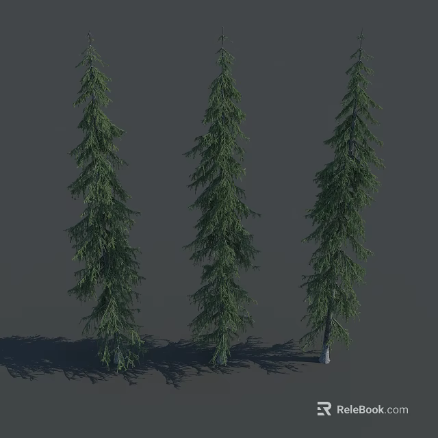 Three Tall Evergreen Trees With Green Foliage And Long Needles On Gray Background With Shadows 3d model 