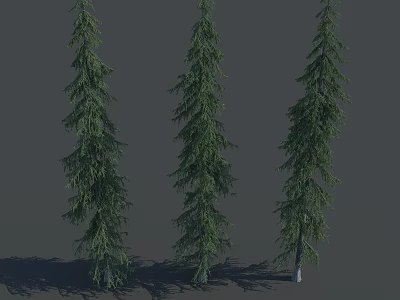 Three Tall Evergreen Trees With Green Foliage And Long Needles On Gray Background With Shadows 3d model