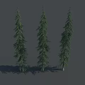 Three Tall Evergreen Trees With Green Foliage And Long Needles On Gray Background With Shadows