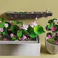 Water Plants Lotus Featuring Green Leaves Pink White Flowers in Stone Container and Ceramic Pot
