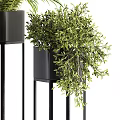 Bonsai Potted Plants On Black Metal Stands With Green Foliage For Indoor Decor