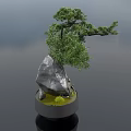 Indoor Bonsai Plant With Green Foliage In Ceramic Bowl And Moss