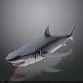 Realistic Gray Great White Shark Model Featuring Sharp Teeth On Black Reflective Background