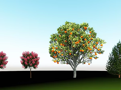 Orange Tree Modern Tree 3d model