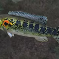 Vibrant Aquatic Fish With Yellow Black Coloration Red Eyes And Orange Spot