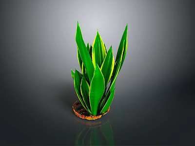 Bonsai Potted Plant With Green And Yellow Striped Leaves On Brown Soil Base 3d model