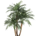 Potted Palm Plants With Lush Green Leaves And Brown Trunks In Black Pot