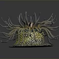 Colorful Sea Anemone With Long Tentacles Orange Center And Textured Yellow Green Base