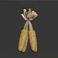 Fresh Two Corn Cobs With Golden Kernels And Soft Corn Silk On Top