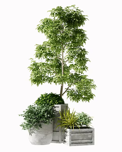 Lush Green Bonsai Plant With Small Surrounding Plants In Ceramic Pot 3d model