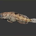 Spotted Reddish Brown And Orange Aquatic Fish With Unique Fins And Reflection On Dark Background