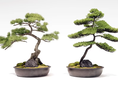 Bonsai Pine Trees with Curved Branches in Black Pots and Green Moss Stones 3d model
