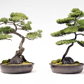 Bonsai Pine Trees with Curved Branches in Black Pots and Green Moss Stones