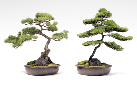 Pine bonsai 3d model