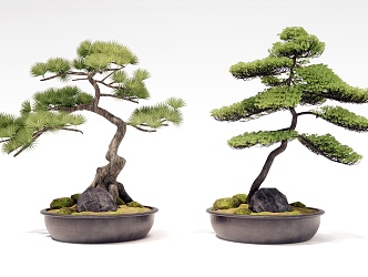 Pine bonsai 3d model