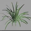 Green Indoor Houseplant With Long Slender White Striped Leaves And Natural Shadow