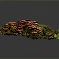 Orange Mushrooms Growing On Tree Stump With Green Moss Dry Leaves And Green Plants