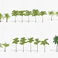 Various Tropical Trees with Lush Green Foliage for Garden Landscaping Projects