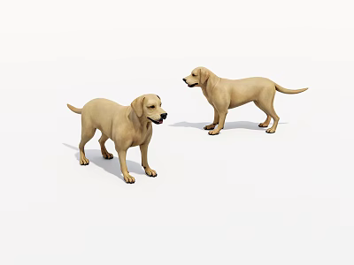 Two Yellow Labrador Retrievers Standing And Facing Each Other In White Background 3d model