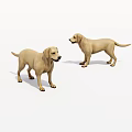 Two Yellow Labrador Retrievers Standing And Facing Each Other In White Background